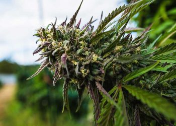 Are Canadian Pot Stocks Good Buys As Houses Passes MORE Act?| Investor's Business Daily