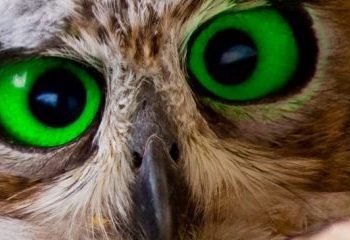 How does this owl stay in shape while working nights?