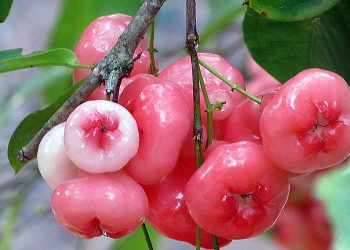 Benefits Of Rose Water Apples