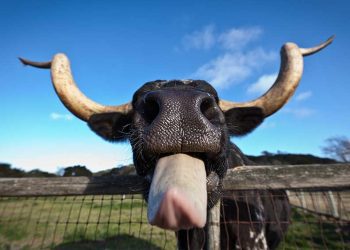 Dow Jones Futures Fall After Target Triggers Sell-Off; Market Rally Has 90% Chance Of Doing This