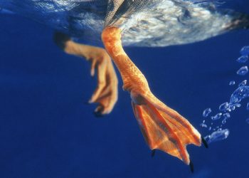 What Is Duck Syndrome?