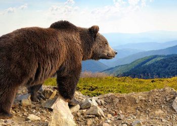 Dow Jones Futures: Bear Market Eyes New Leg Down; Apple, Eli Lilly Show Relative Strength