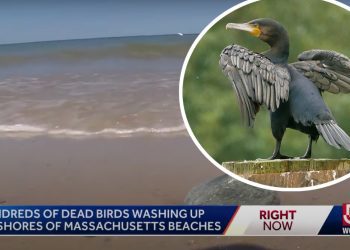 news footage of the event