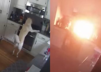 Dog burns house down in footage
