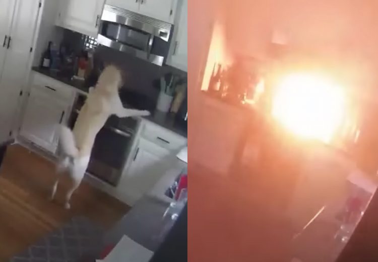 Dog burns house down in footage
