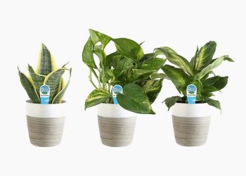 a variety of home wares from amazon