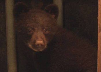 Click to play video: '‘In through the cat door’ bear cub to spend one year in wildlife rehab'