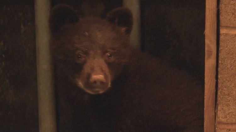 Click to play video: '‘In through the cat door’ bear cub to spend one year in wildlife rehab'
