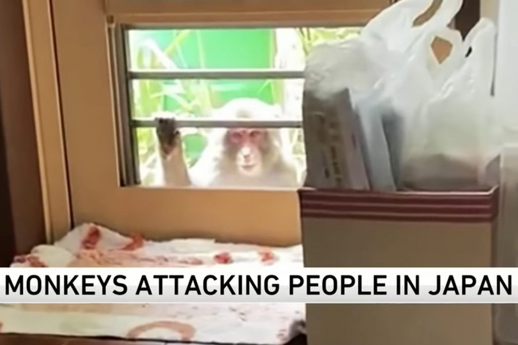Monkey attacking japan city