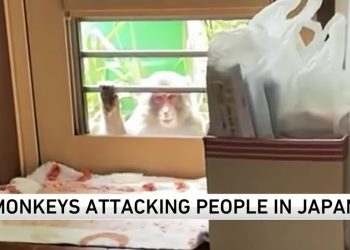 Monkey attacking japan city