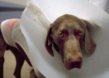 Why It’s So Hard to Find a Veterinarian These Days