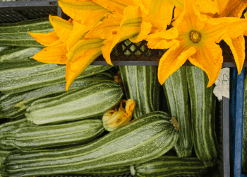fresh zucchini and blooms