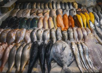 An array of fresh, whole, multicolored fish on a bed of ice at a market: silvery, orange, yellow, pink, and multihued fish