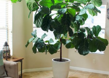How Not to Kill Your Houseplant