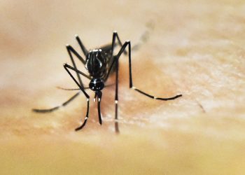 Mosquitoes Are Going to Get Us, No Matter What