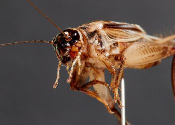The Mysterious Dance of the Cricket Embryos