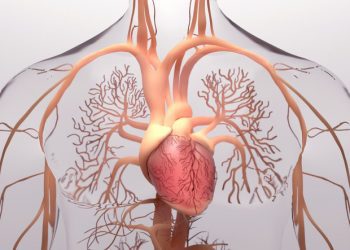 3-D image of the heart and blood vessels branching out to the brain and different parts of the body; only a portion of the neck and upper chest are shown