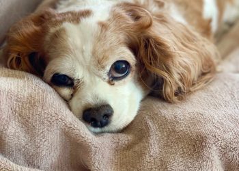 Sweet Caroline - The Fitnessista