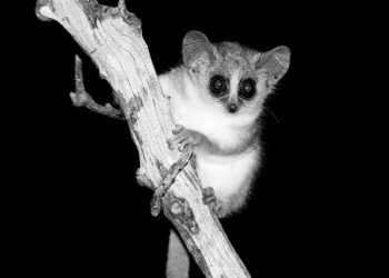 The Fatal Error of an Ancient, HIV-Like Virus