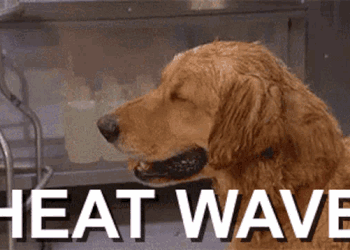 Heat Wave Hot Dog GIF - Heat Wave Hot Dog Sweating GIFs