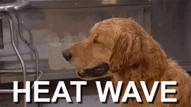 Heat Wave Hot Dog GIF - Heat Wave Hot Dog Sweating GIFs