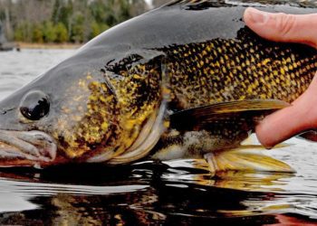 Add competitive fishing to the list of sports facing cheating scandals