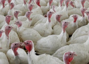 USDA Proposes Poultry Industry Changes to Cut Food Poisoning