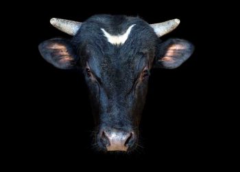 Market Rally Gains Steam: Here's How Aggressive You Should Be